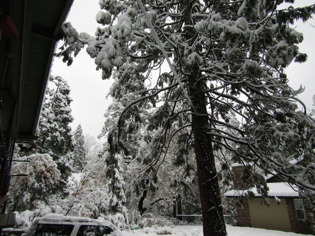 snow in trees